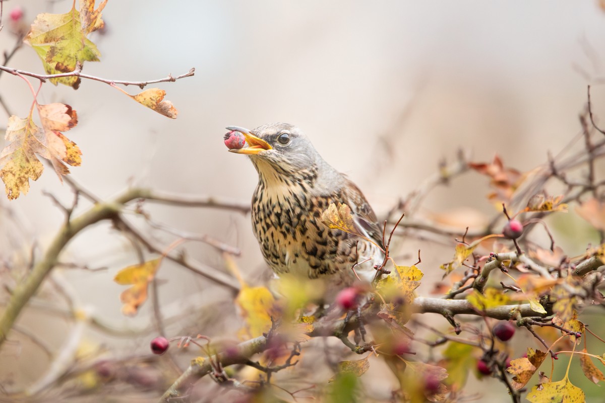 Wacholderdrossel - ML645491748