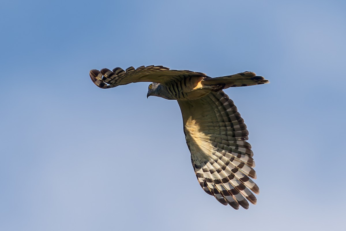 Papuaweih - ML645491749