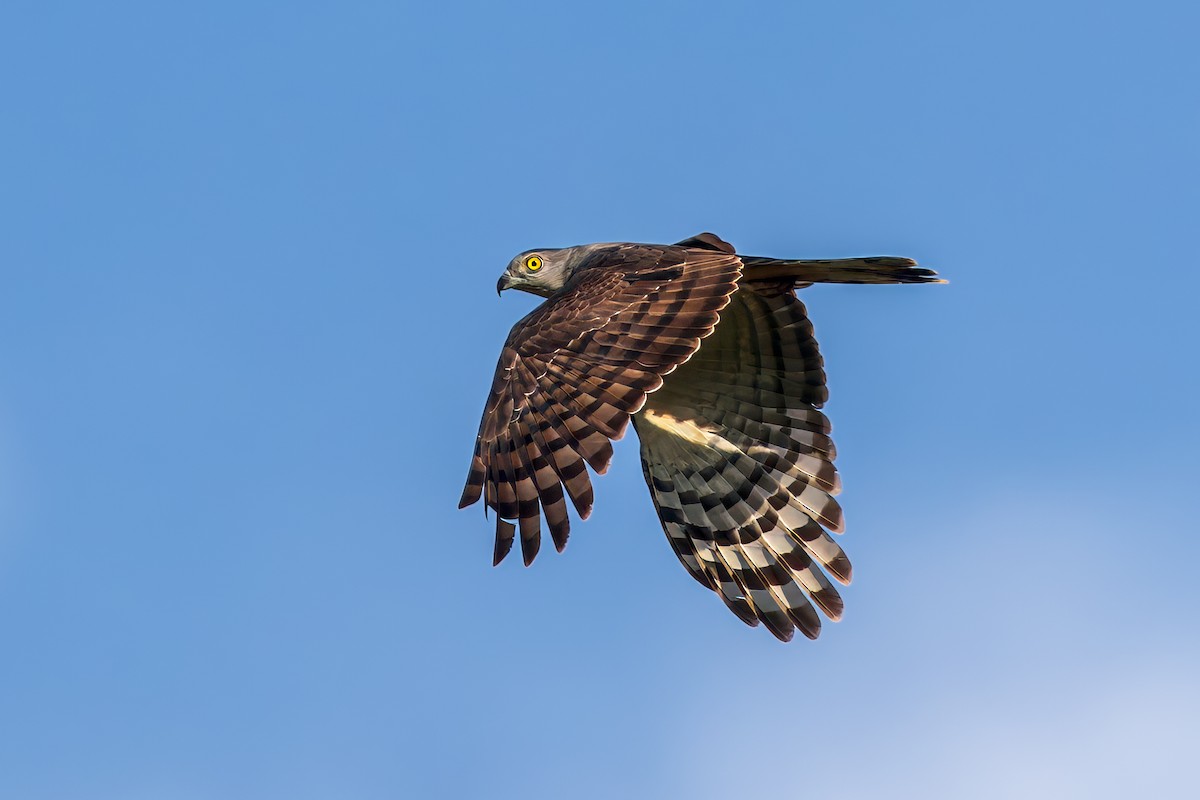 Papuaweih - ML645491750