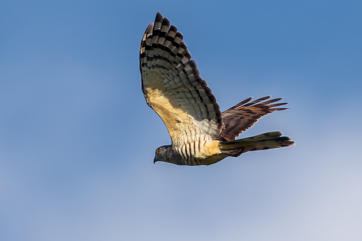 Papuaweih - ML645491751