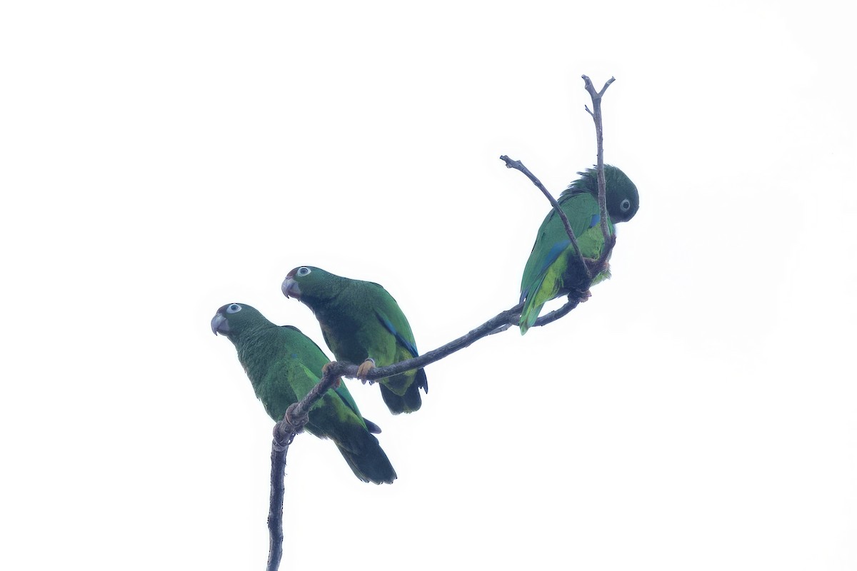 Puerto-Rico-Amazone - ML645491752