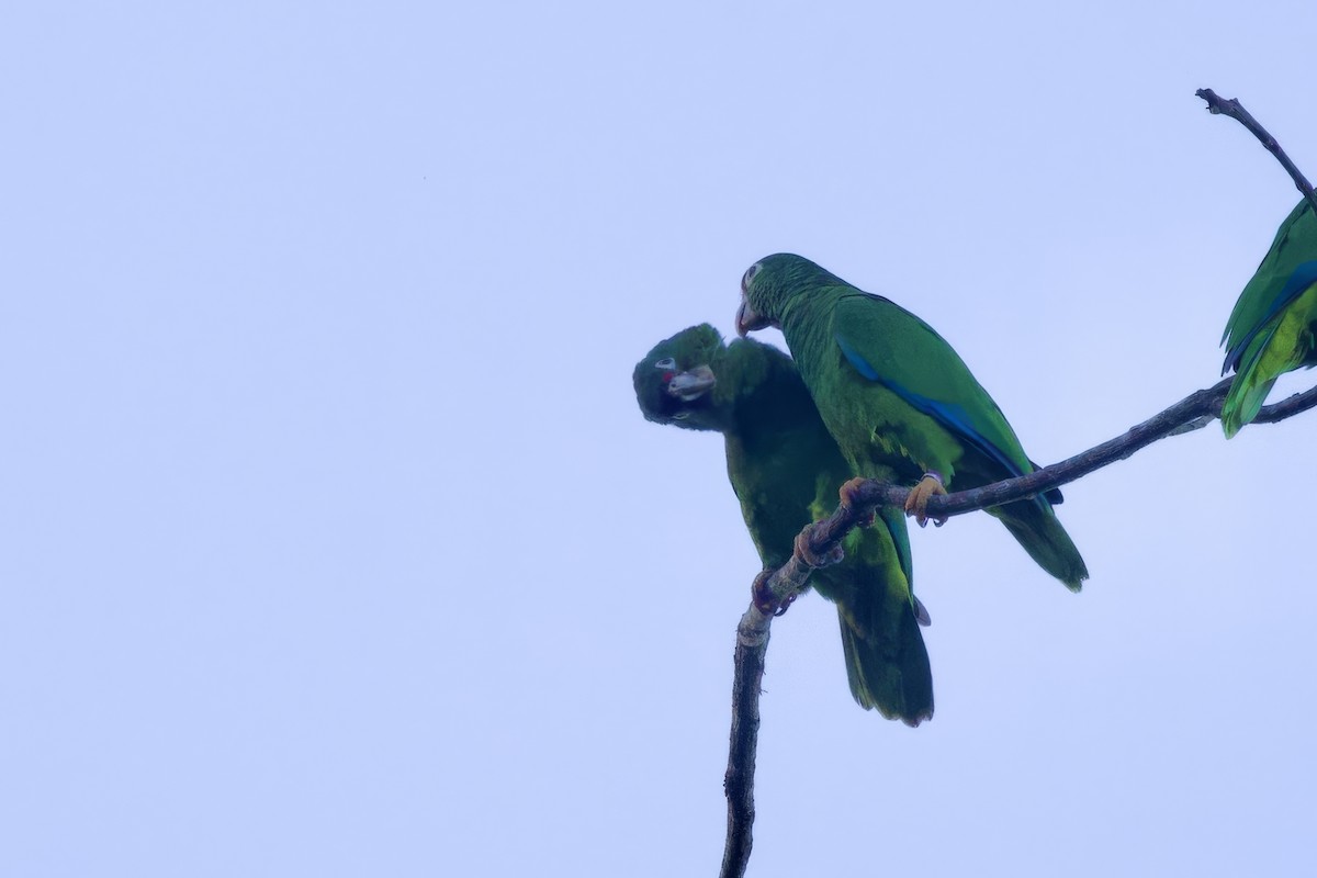 Puerto-Rico-Amazone - ML645491755