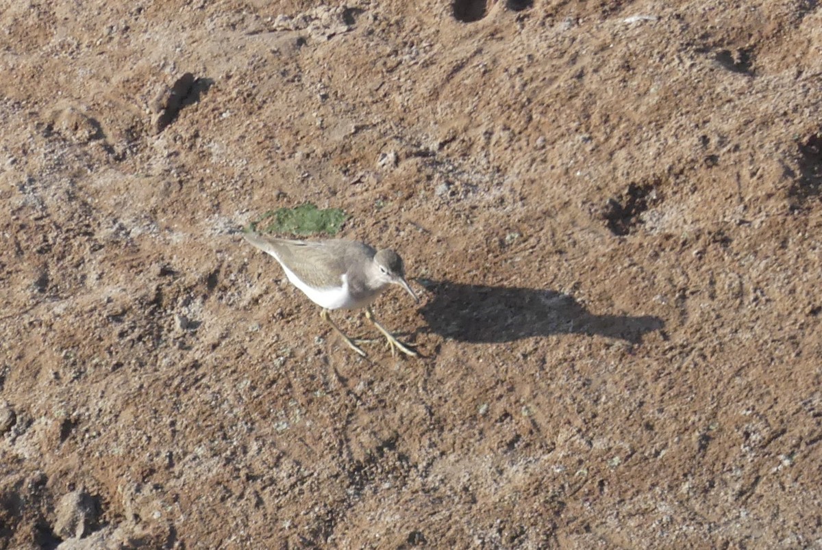 Flussuferläufer - ML645491756