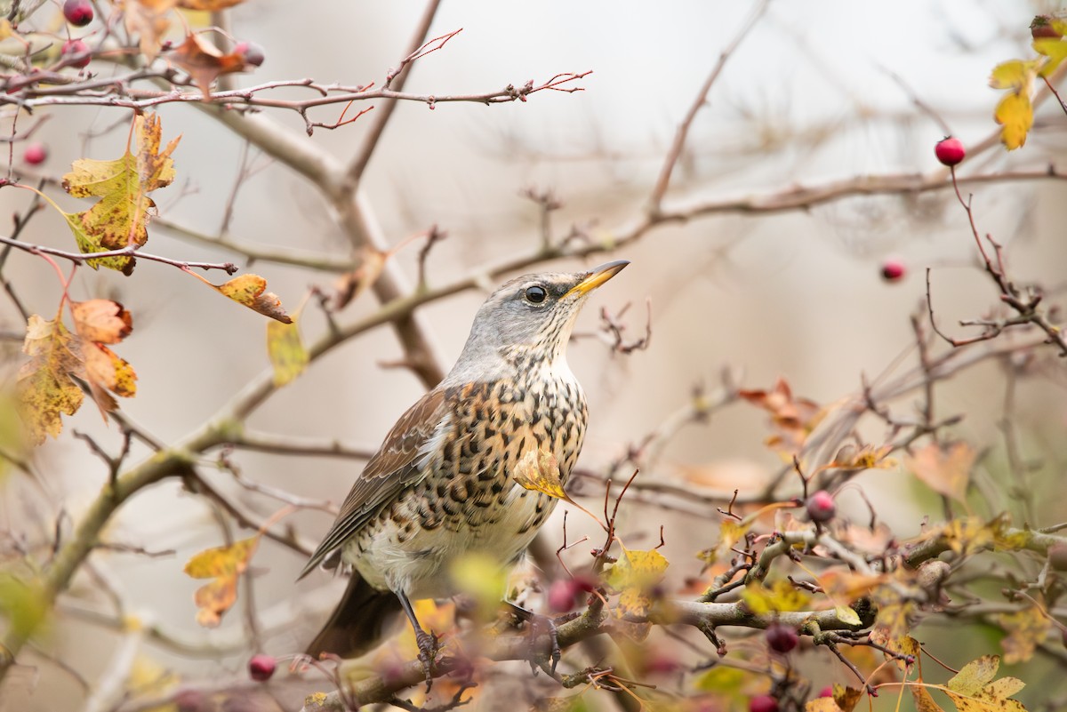 Wacholderdrossel - ML645491757