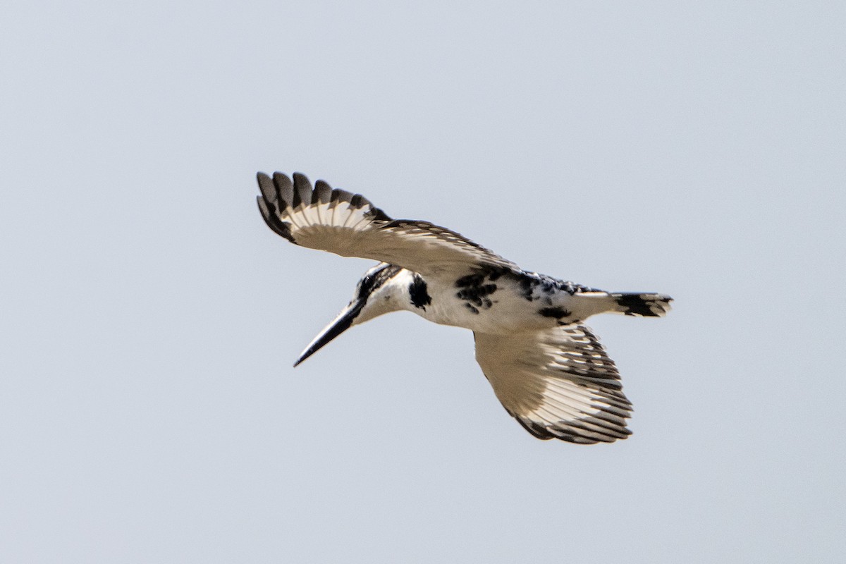 Graufischer - ML645491760