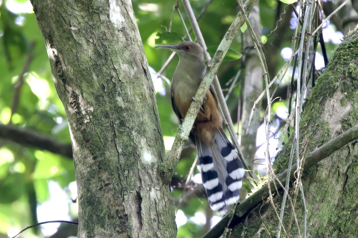 Puerto-Rico-Kuckuck - ML645491761