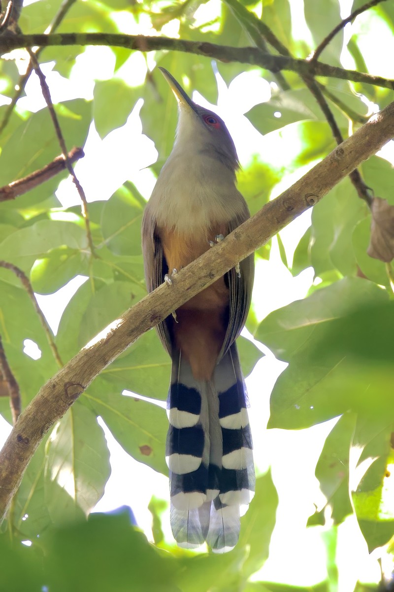 Puerto-Rico-Kuckuck - ML645491762