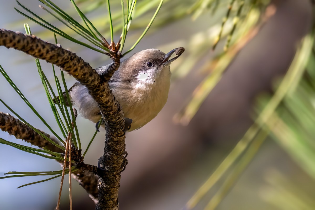 Pygmy Nuthatch - ML645491771