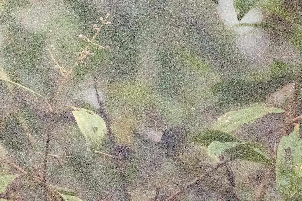 Streak-necked Flycatcher - ML645491784