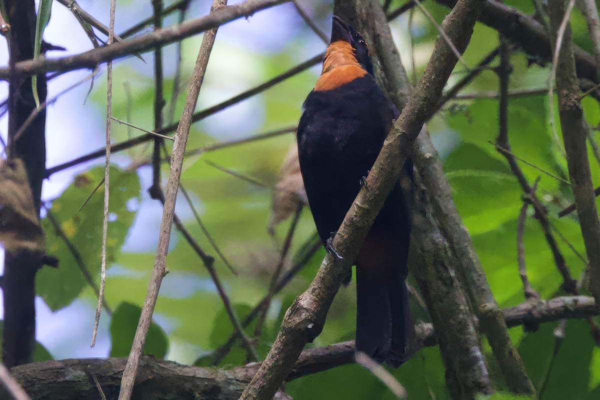 Puerto Rican Bullfinch - ML645491791