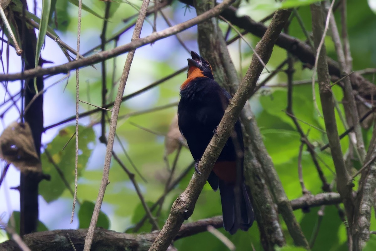 Puerto Rican Bullfinch - ML645491793