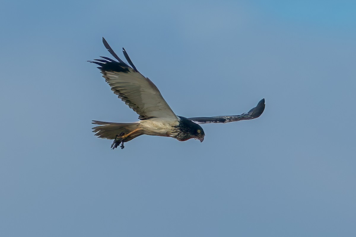 Лунь папуанський - ML645491807