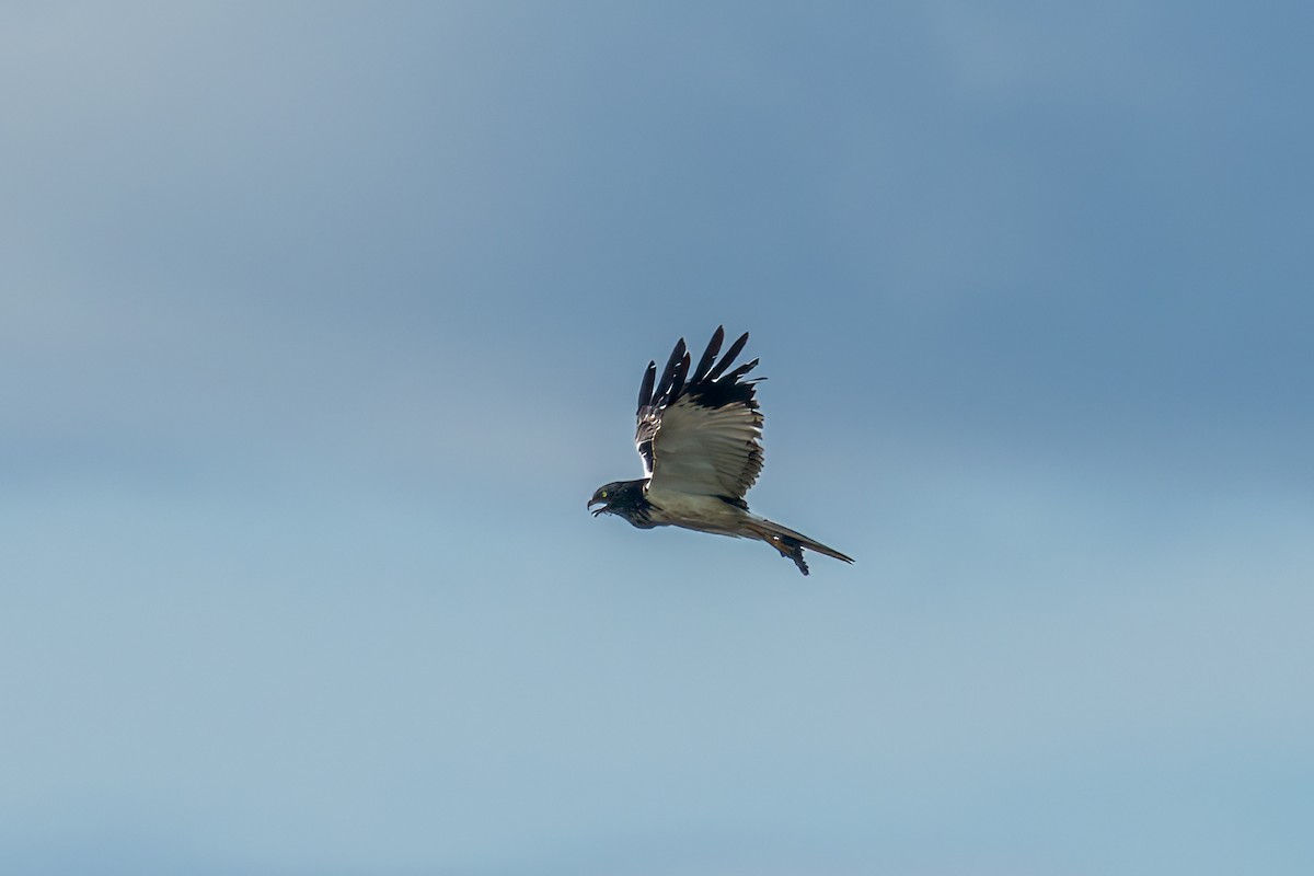 Лунь папуанський - ML645491809