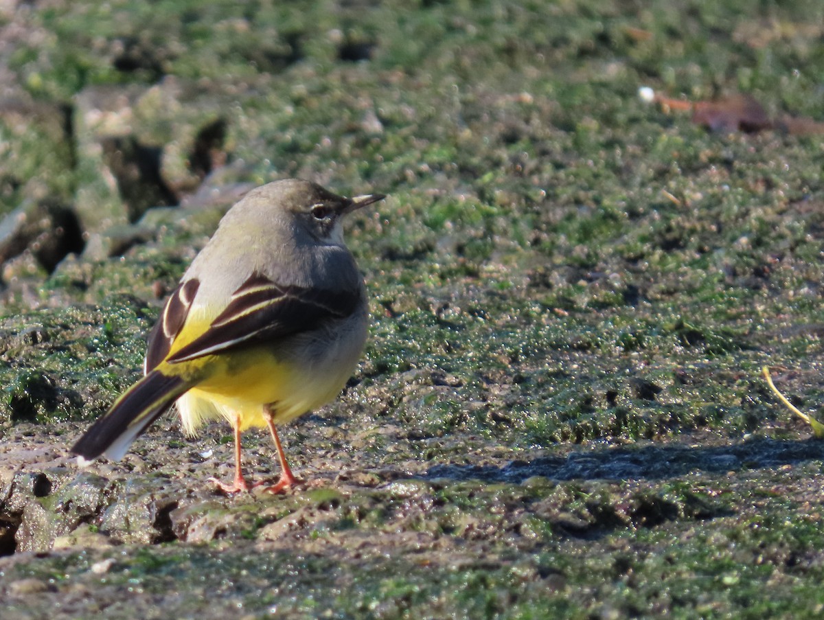 Gray Wagtail - ML645491826