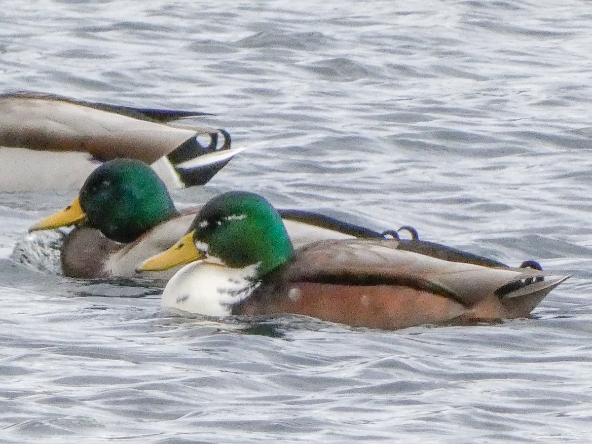 Mallard (Domestic type) - ML645491827