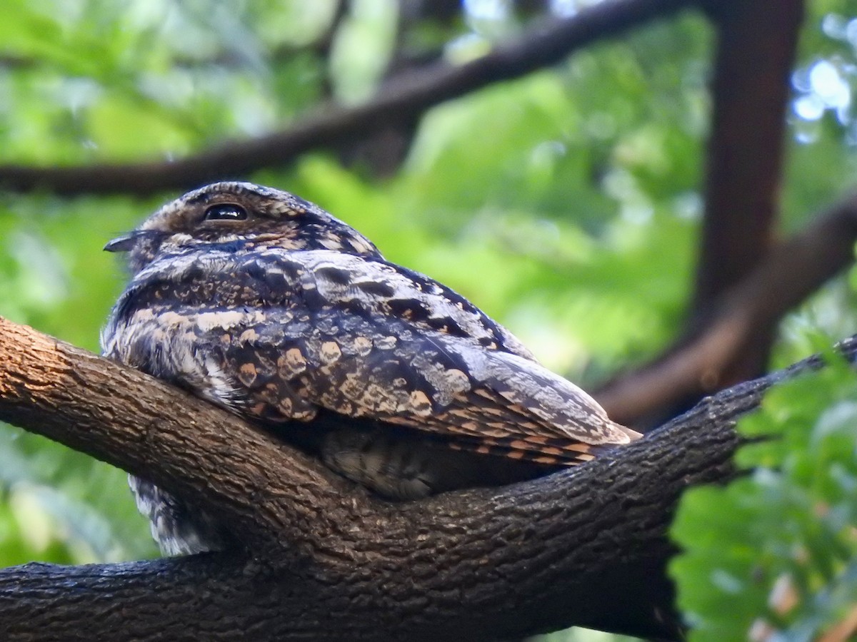 Лагс эргүүбор - ML645491831