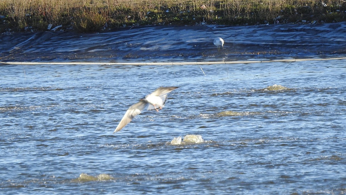Black-headed Gull - ML645491834
