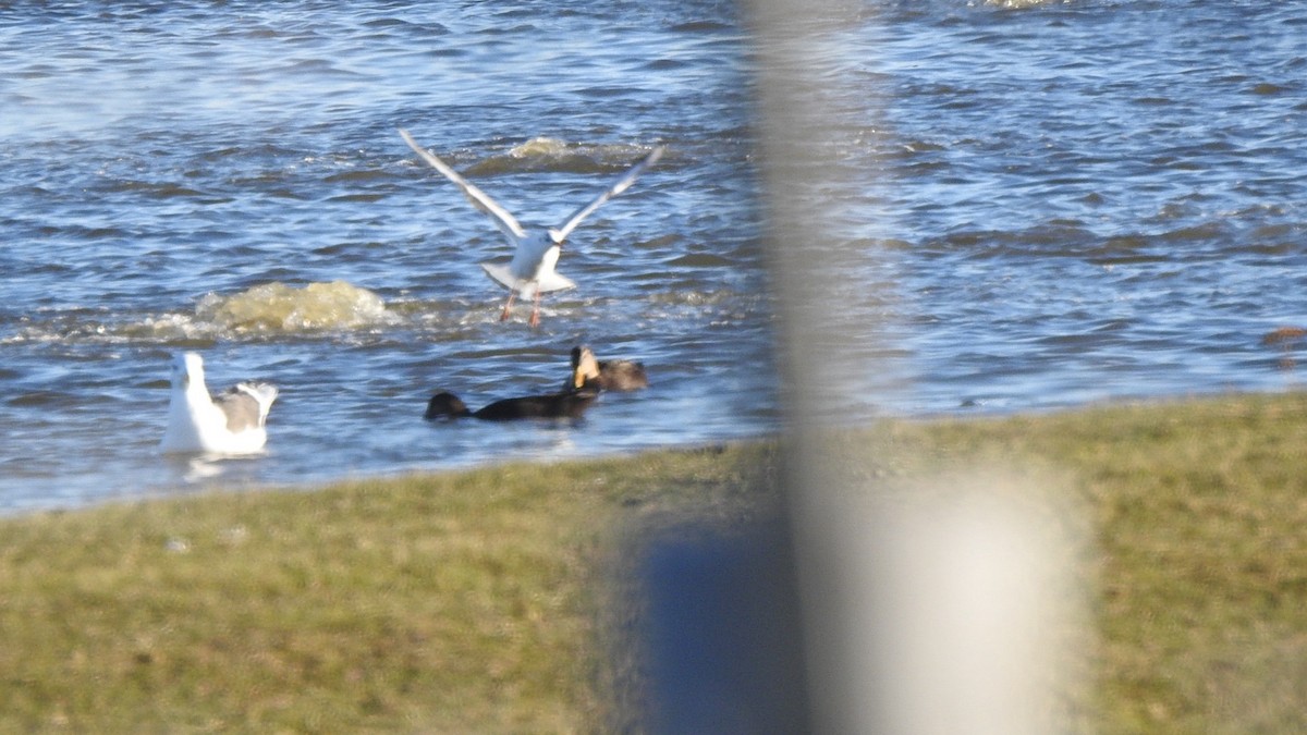 Black-headed Gull - ML645491835