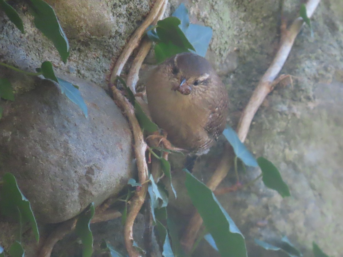 Eurasian Wren - ML645491837