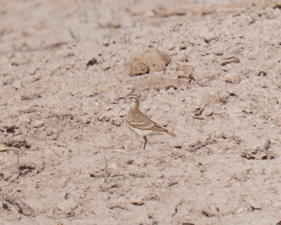 Common Miner - ML645491848