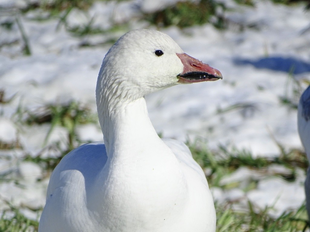 Snow Goose - ML645491850