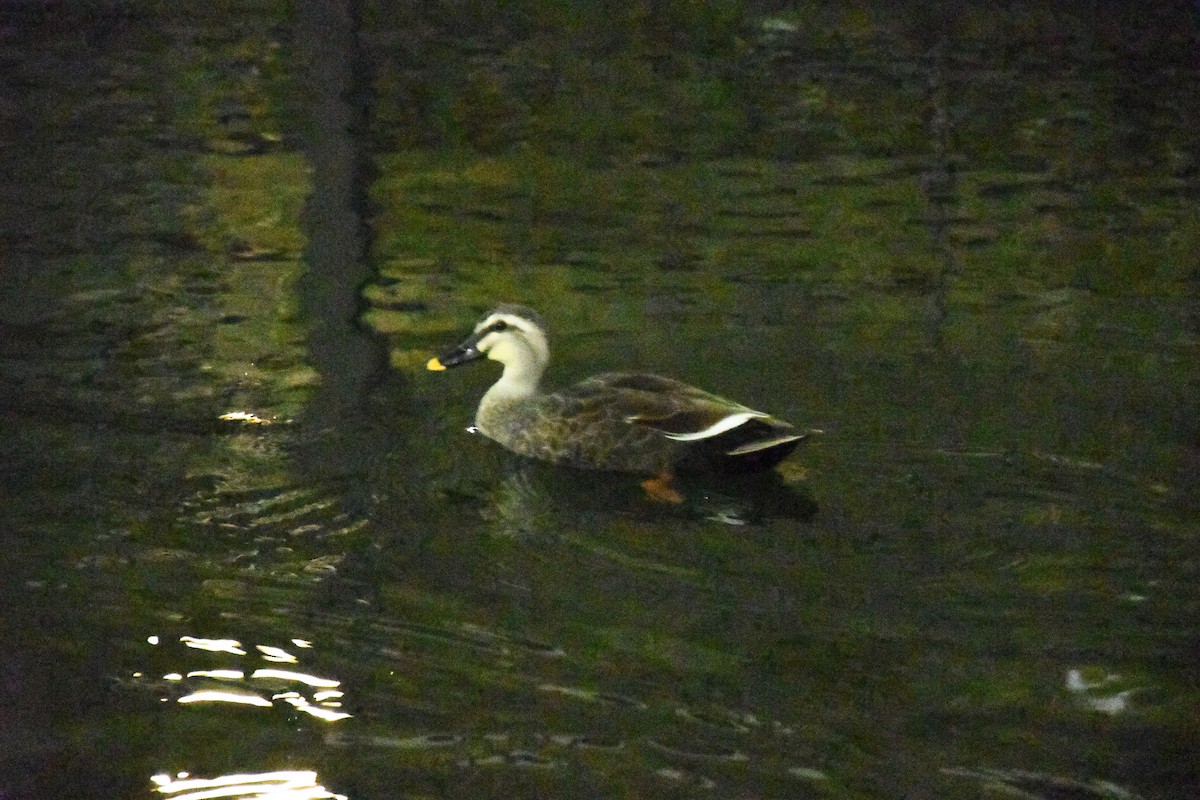 kinaand - ML645491867