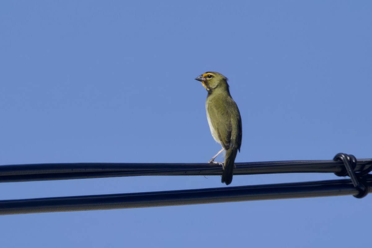Yellow-faced Grassquit - ML645491870