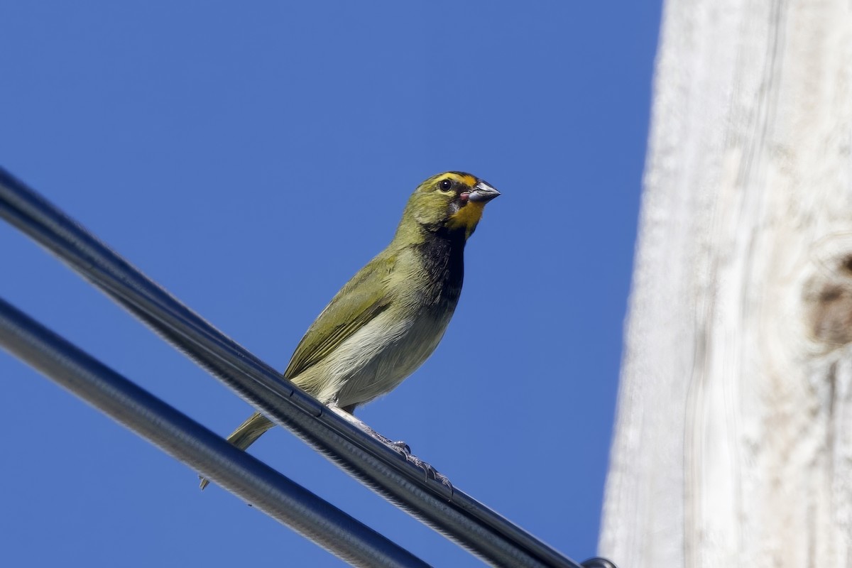 Yellow-faced Grassquit - ML645491871