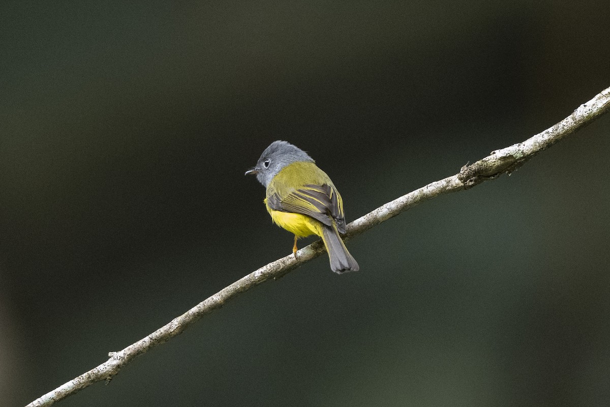 Gray-headed Canary-Flycatcher - ML645491874