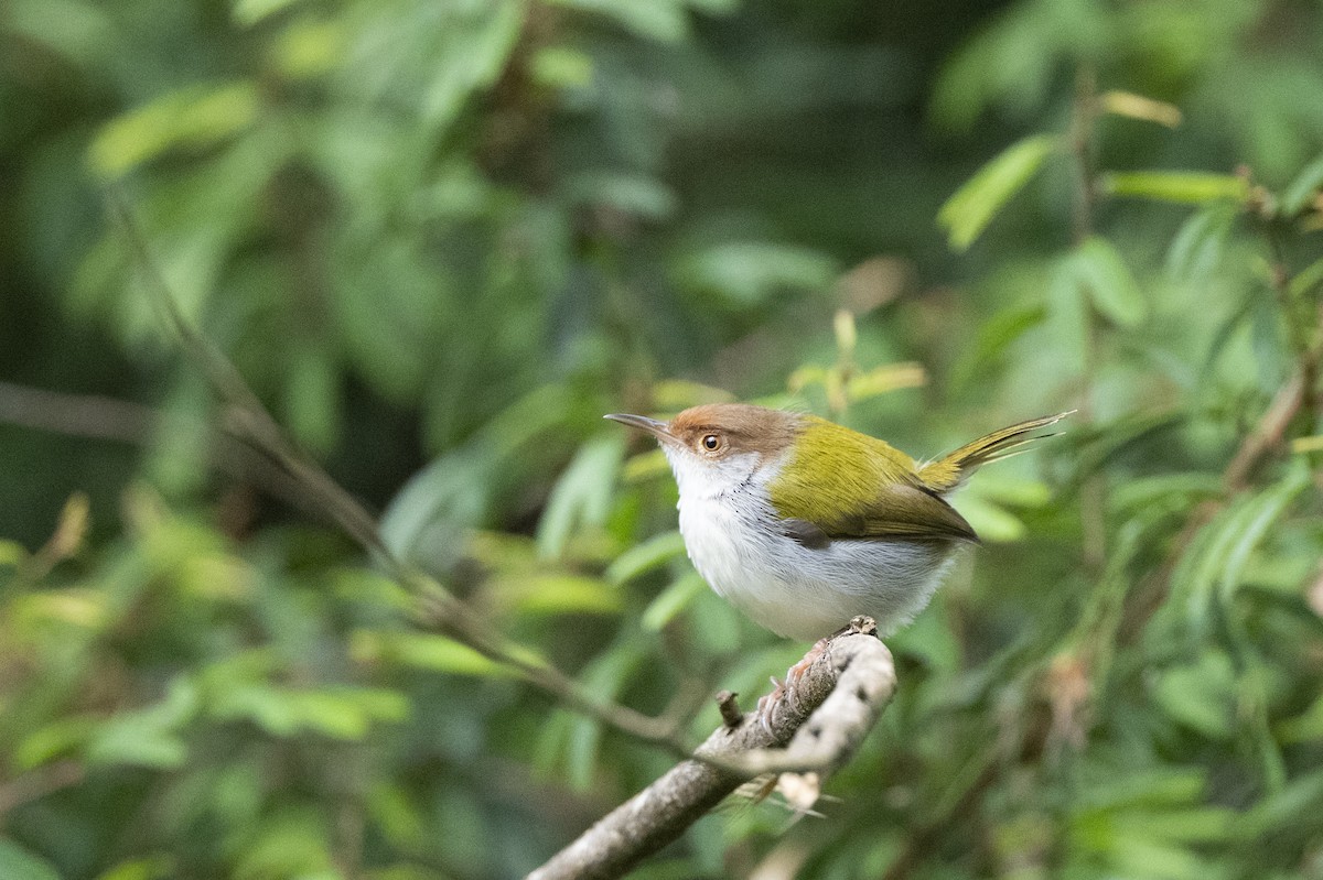 Common Tailorbird - ML645491885