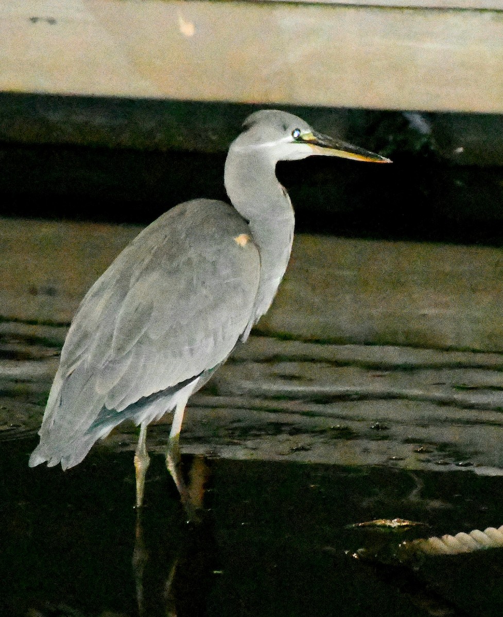 gråhegre - ML645491886