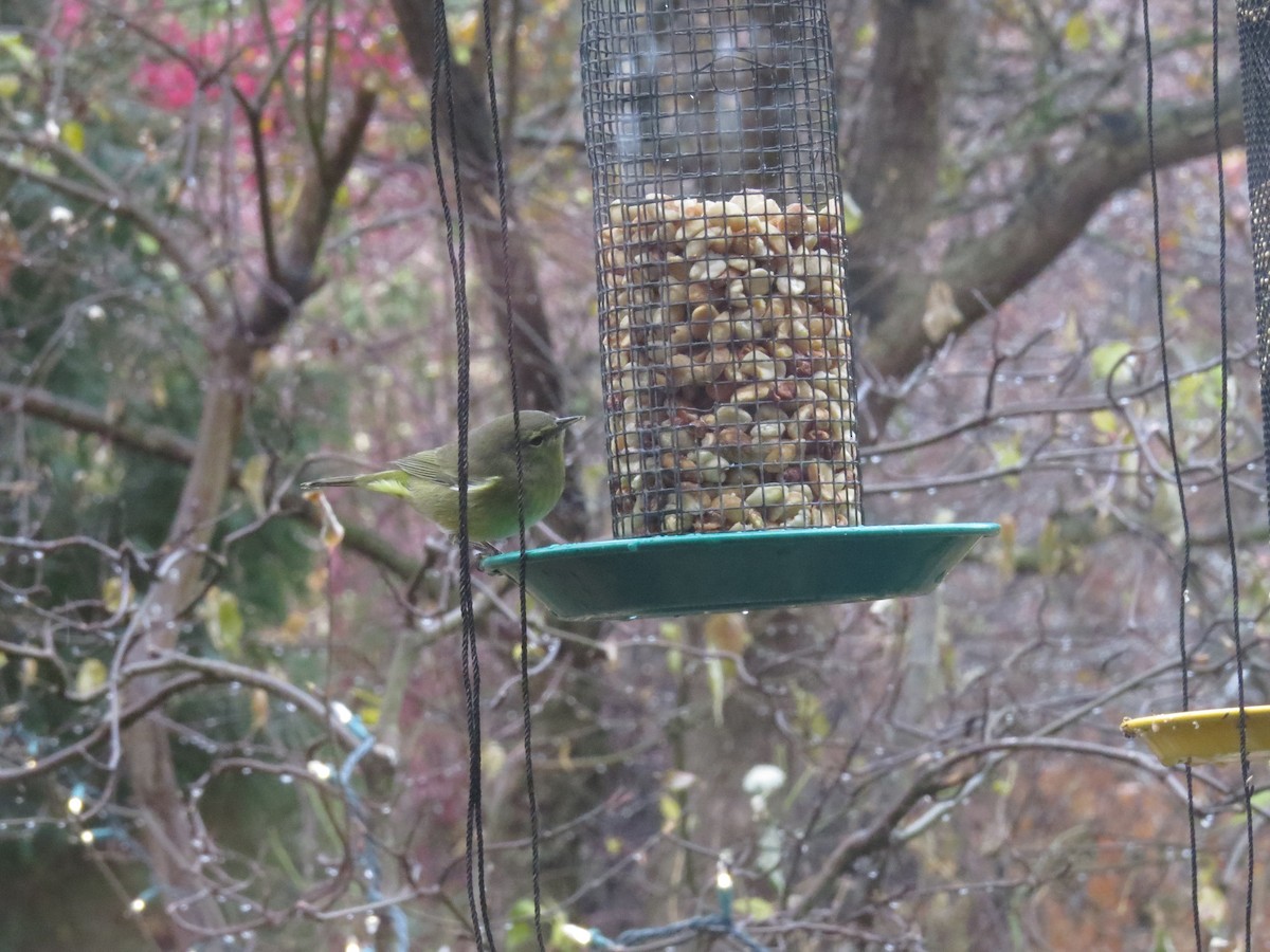 Orange-crowned Warbler - ML645491904