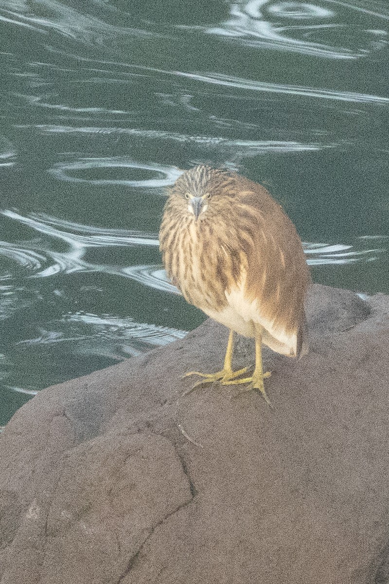 Indian Pond-Heron - ML645491911