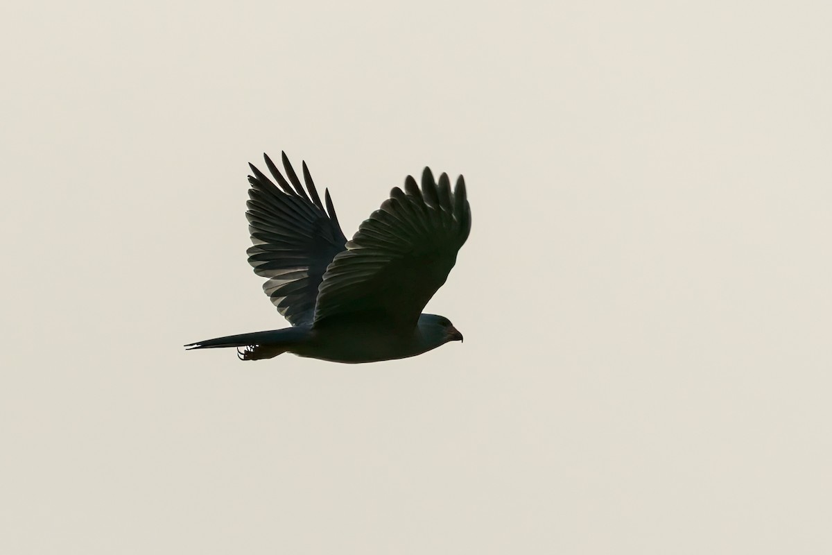 Inselhabicht - ML645491916