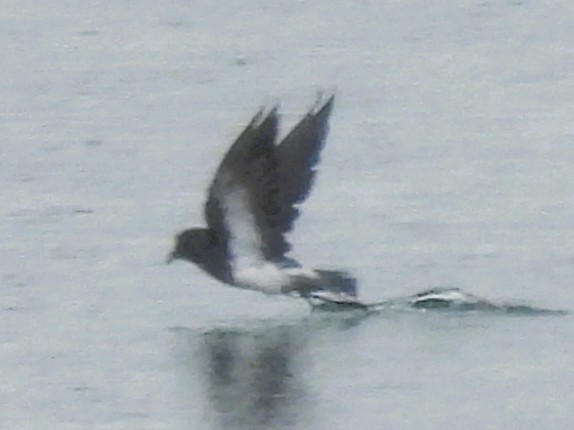 Black-bellied Storm-Petrel - ML645491918