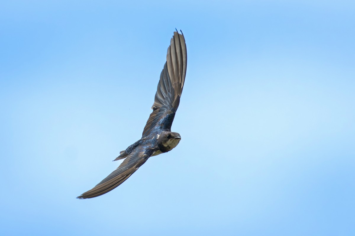 Ластівка сільська - ML645491932