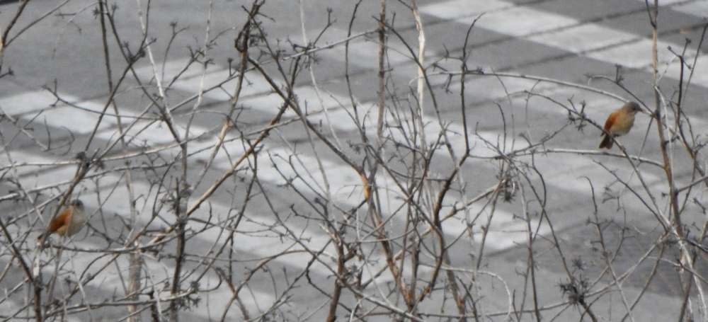 Pale-breasted Thrush - ML645491935