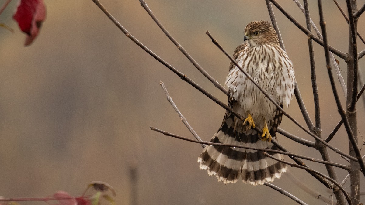 Cooper's Hawk - ML645491945