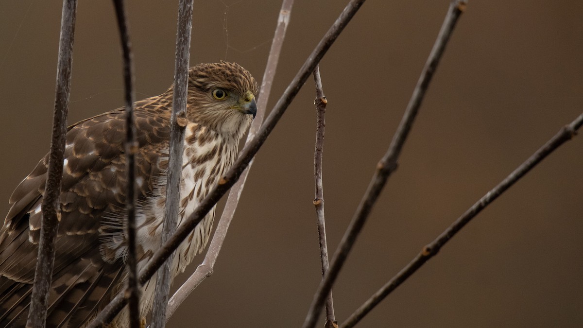 Cooper's Hawk - ML645491946