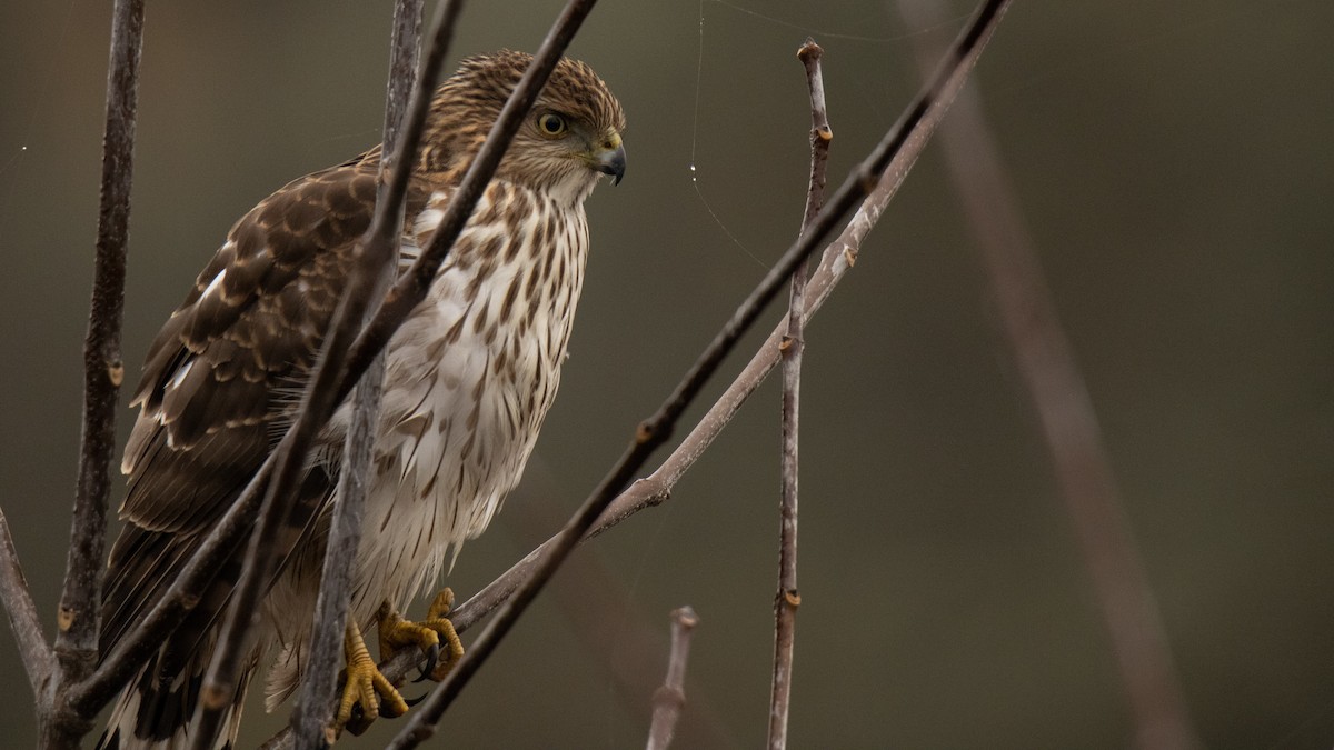 Cooper's Hawk - ML645491947