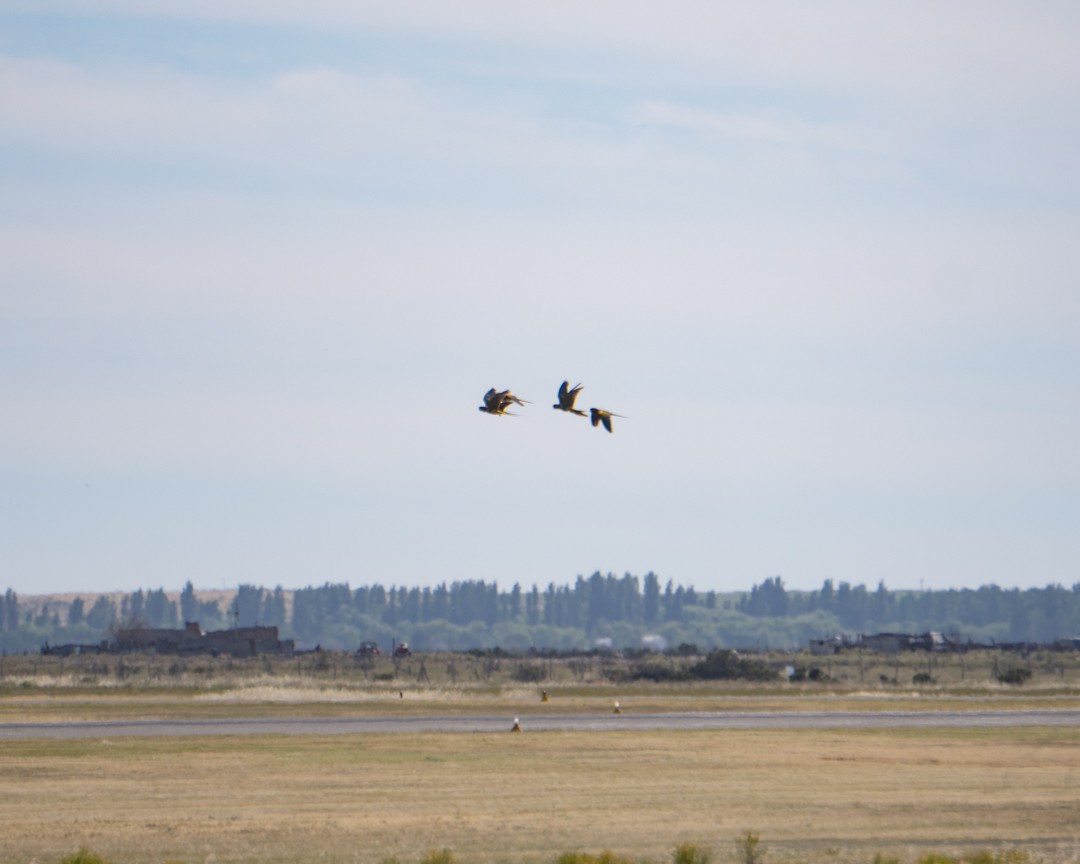Burrowing Parakeet - ML645491950