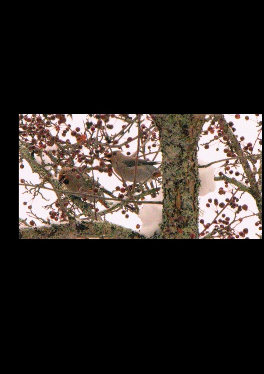 Bohemian Waxwing - ML645491957