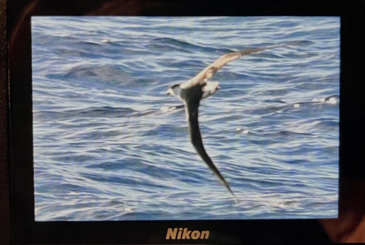 Pétrel diablotin - ML645491965