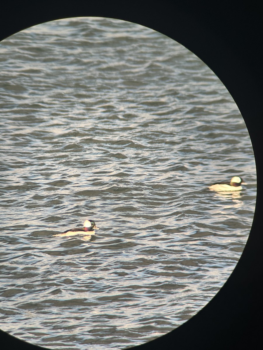 Bufflehead - ML645491975