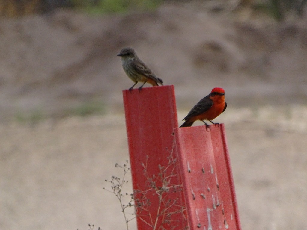 Vermilion Flycatcher - ML645491985