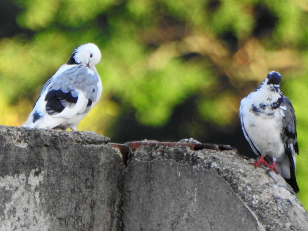 Felsentaube (Straßentaube) - ML645491987