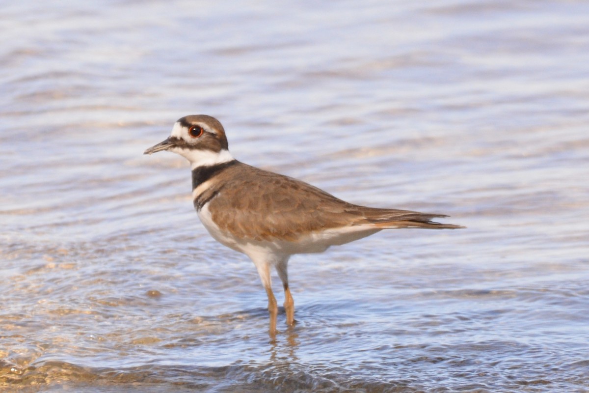 חופמי כפול-צווארון - ML645492001