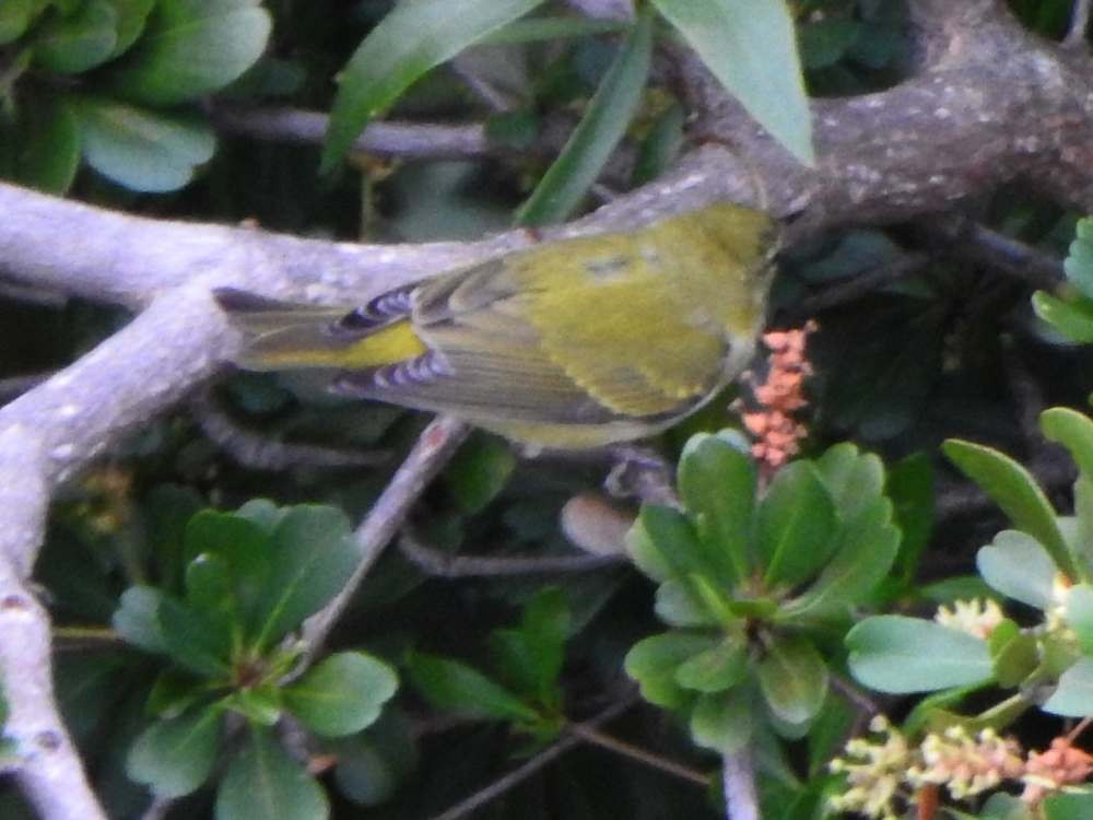 Tennessee Warbler - ML645492005