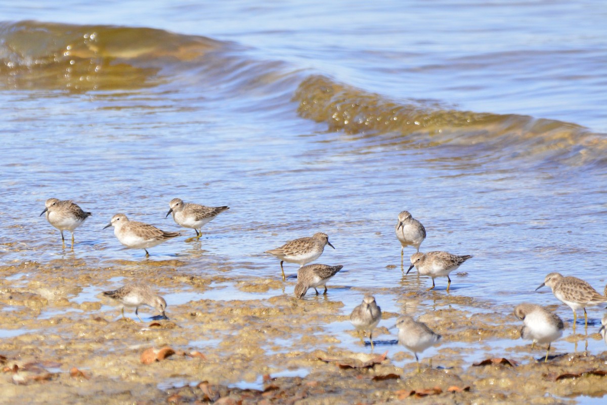 חופית זעירה - ML645492015
