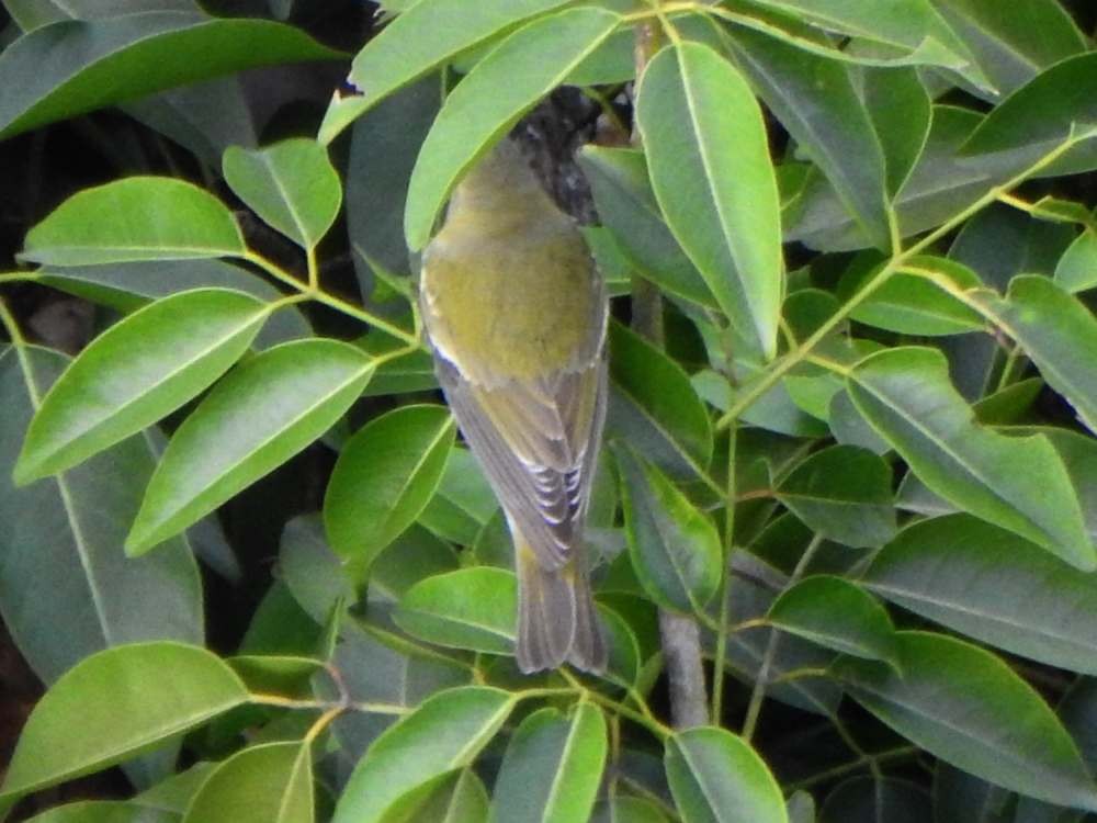 Tennessee Warbler - ML645492026